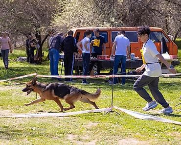 французкий бульдог цена: Немецкая овчарка, 1 год, Самка, С прививкой — 2