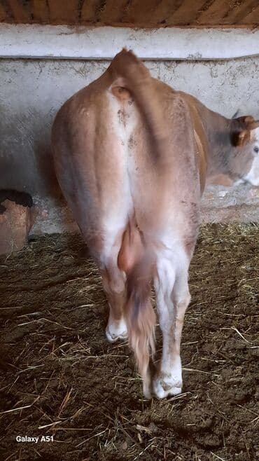 дойныйе коровы: Продаю | Бык (самец) | На откорм — 3