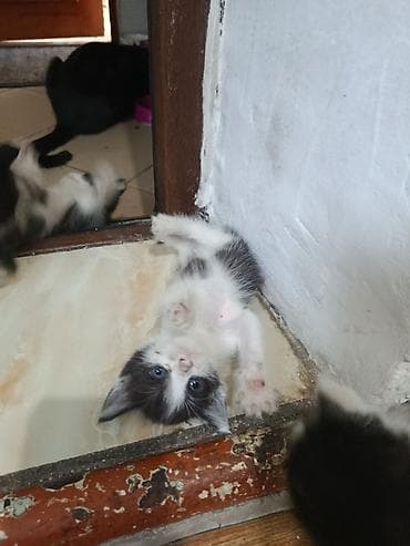 котята простые: Две девочки и два мальчика ищут новых хозяев. К лотку приучены,кушают — 4