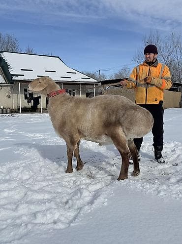 ветеринар чолпон ата: Сатам | Кочкор (эркек) | Арашан | Көбөйтүү үчүн | Жасалма жол менен боозутуу — 8