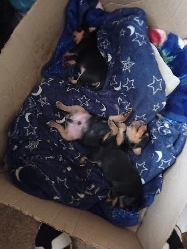 собаки в бишкеке: Щенки маленькой породы, короткошерстные, окраса черно-подпалый. На — 1