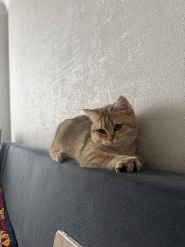 кошку купить: Скотиш Страйт (Шотландская прямоухая), 3 месяца, Девочка, Золотая шиншилла, Приучена к лотку — 2