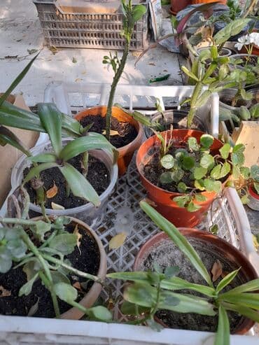 где купить цветы оптом дешево: Домашние и уличные цветы цены разные — 7