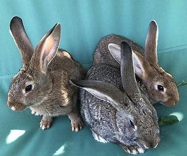 бенгальская кошка: Продаю | Крольчата | Для разведения — 1