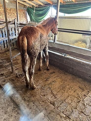 Товары и оборудование для с/х животных: Продаю | Жеребенок | Рабочий — 4