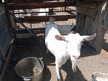 сүттү эчки: Сатам | Эчки (ургаачы) | Сүт алуу үчүн | Асыл тукумдуу — 1