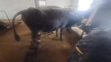 Айыл-чарба жаныбарлары: Сатам | Уй (ургаачы) | Көбөйтүү үчүн, Сүт алуу үчүн — 3