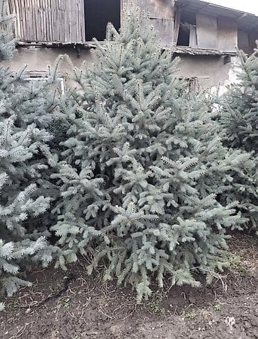 Ель голубая (Picea pungens ‘Glauca’) - Эффектная хвойная порода с