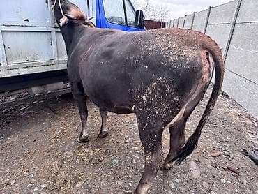 кой сойобуз: Продаю | Корова (самка) | Для молока | Привязанные — 4