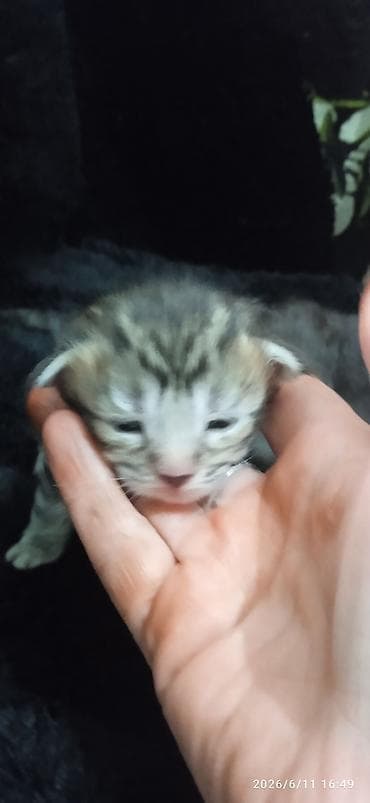 кошка породистый: Мейн-Куны🥰. Предлагаются для раннего бронирования 3 котика 😊 Шикарные — 1