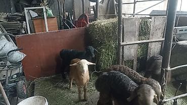 козу срочно: Продаю | Ягненок | На забой — 8