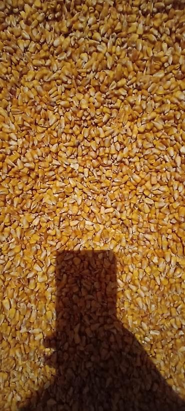 кукуруза рушеный: Продаю кукурузу, жугору, мака, в количестве 200 тон чистая, крупная — 6