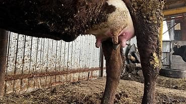 Коровы, быки: Продаю | Корова (самка) | Для разведения, Для молока | После отела — 4