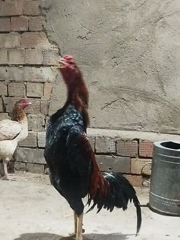 цесарка цена бишкек: Продоётся бойцовый докан одноглазый нету правого глазапо прозвище — 3