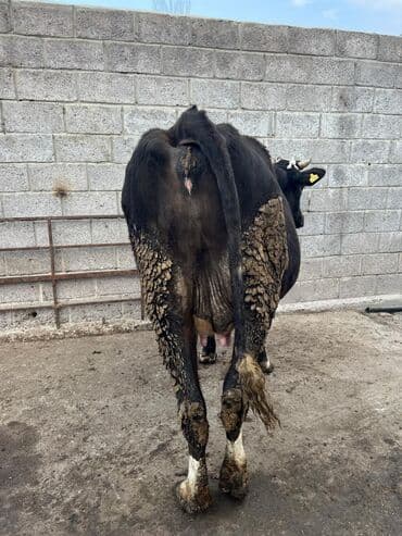 коровы молочной породы купить: Продаю | Корова (самка) | Для молока | Привязанные — 6