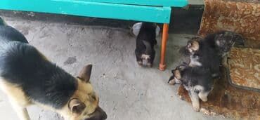 европейский овчарка: Щенки немецкой овчарки 1.5 месяца чистокровные чепрак цена договорная — 7