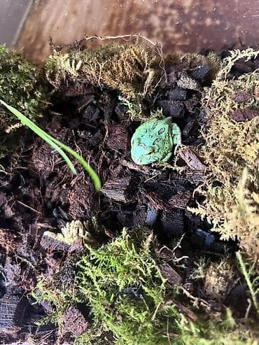 хамелеон животные: Рогатая лягушка (Pacman frog) с компактным террариумом Что внутри: - — 3