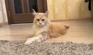 купить водоросли для аквариума: Мейн-кун, 8 месяцев, Девочка, Приучена к лотку, Проглистована, С прививками — 1