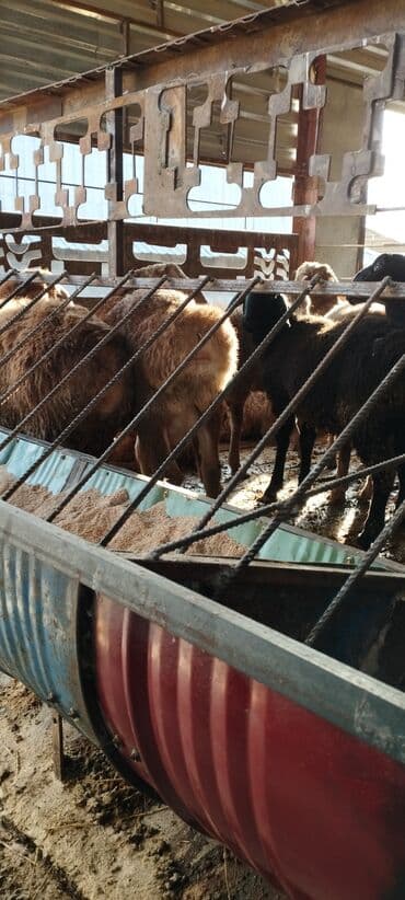 купить медогонку: Кормушка для овец/коз из металлической бочки - Материал: сталь — 1