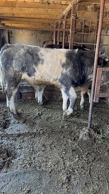 курица живая: Продаю | Бык (самец) | Симментальская, Бельгийская | Для разведения | Искусственник — 9