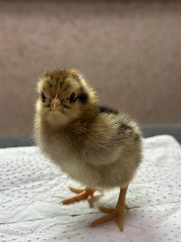 рыба для аквариума: Продаю | Цыплята | Домашняя | Для разведения — 3