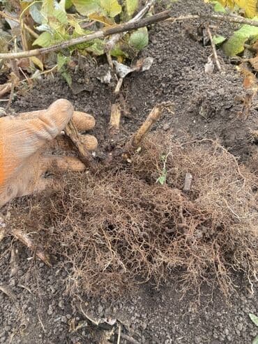 продаю или миняю: Саженцы малины (корневая поросль/делёнки) - Культура: малина сорта — 1