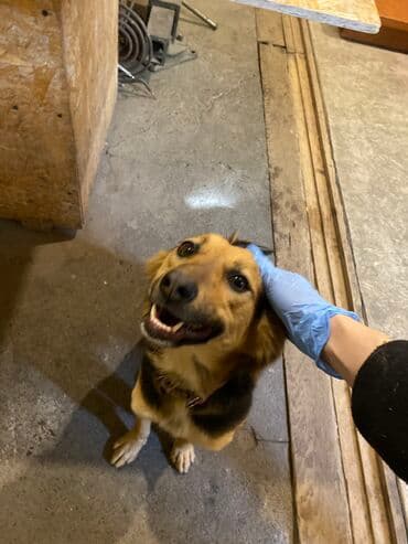 акустические системы promate колонка в виде собак: Собака даром: 1 год, Самка, С прививкой — 1