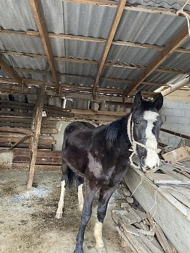 Продаю | Конь (самец) | Рабочий