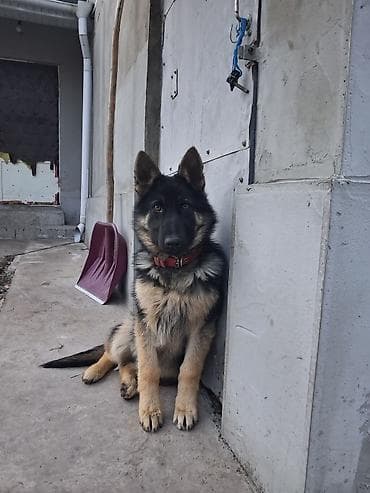 щенки собак: Немецкая овчарка, 5 месяцев, Самец, С прививкой — 1