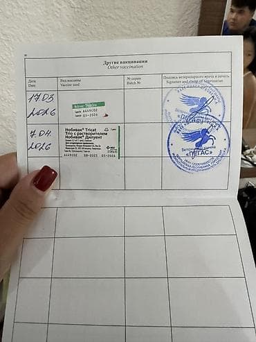 щенок хаски цена: Скотиш Страйт (Шотландская прямоухая), 5 месяцев, Мальчик, Лиловый, Приучена к лотку, Проглистована, С прививками — 4