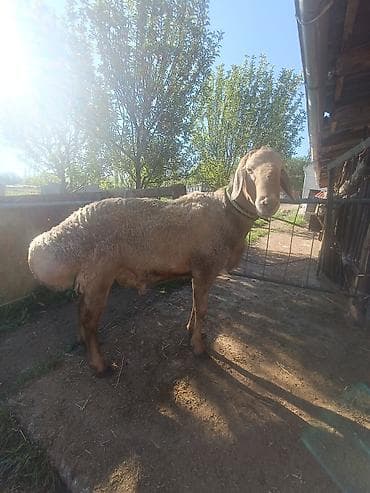кок тай: Продаю | Овца (самка) | Арашан | Для разведения | Племенные, Осеменитель — 8