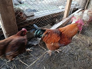 Башка жаныбарлар: Корейский тоджон чистые крупные семья — 1