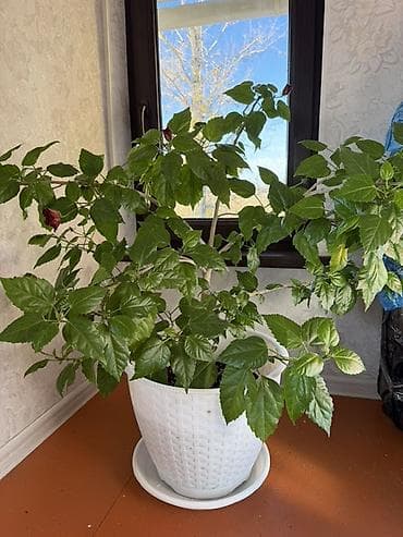 плеттер: Комнатные растения в декоративных кашпо - Алоэ (крупный куст) — 4