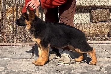 бельгийские овчарки малинуа: Питомник Temir Haus Kennel — помет немецкой овчарки от 08.03.2026 — 3