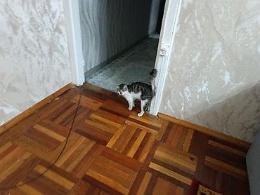 нашли белый кот: Котёнок-подросток, короткошёрстный, окраса табби с белым. На фото — 2