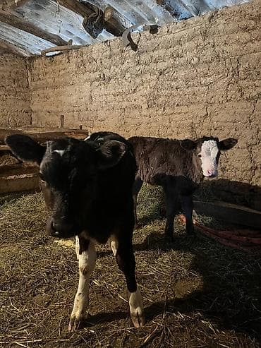 Услуги ветеринара: Продаю | Музоо, торпок | Полукровка | На откорм | Искусственник — 7