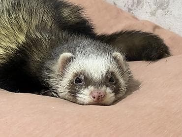 Хомяки: Срочно возьму в бронь 2 человека. Большая просьба изучить все о — 3