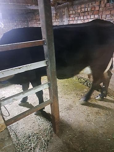 коровы продаю: Продаю | Корова (самка) | Для молока | Привязанные — 4