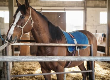 продажа собак: Продаю | Жеребец | Полукровка, Дончак — 1