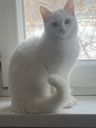 куда можно отдать кошку: 8 месяцев, Девочка — 1