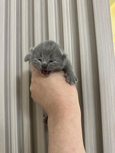 усыпление животных бишкек: Британская короткошёрстная, 1 месяц, Девочка, Серый — 4