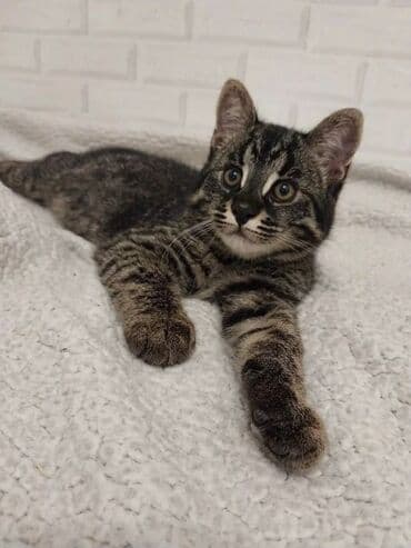 леопардовая кошка цена: Экзотикалык, 1 жаш, Эркек, Документтери менен, Эмделген, Курттардан тазаланган — 4