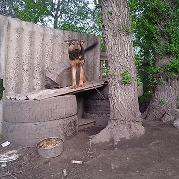 собака немецкая овчарка: Собака даром: Овчарка, 1 год, Самец — 10