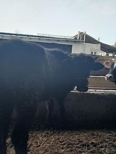 суточный жожо: Продаю | Бык (самец), Музоо, торпок | На откорм — 5