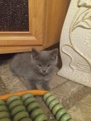 американская жесткошёрстная кошка цена: Продаются котята от британской кошки 2 месяца пушистый комочек — 8