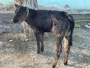 уй са: Продаю | Корова (самка), Бык (самец), Тёлка | Ангус | Для разведения — 9
