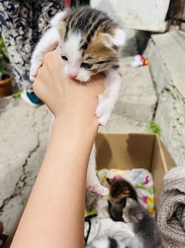 Мышыктар: Продаются породистые котята (шотландские) 🐾 Возраст — 3 недели. В — 6