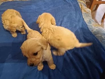 водолаз собака: Щенки пуделя. 2 мальчика, 3 девочки. Возраст 5 недель. - Описание — 2