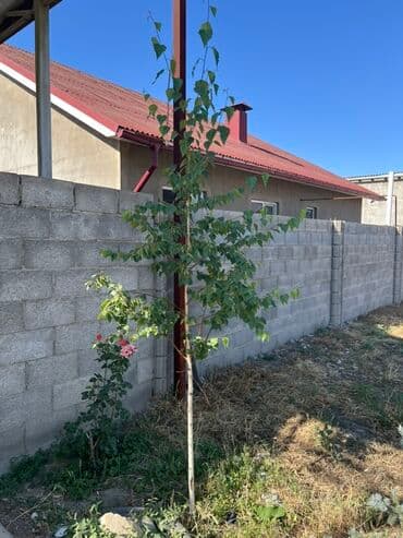 саженцы хвойных пород: Саженцы деревьев: Ели, Самовывоз — 4