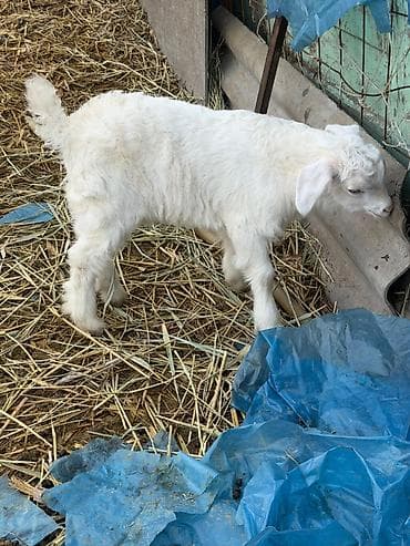 Аквариумдар: Сатам | Улак | Көбөйтүү үчүн | Асыл тукумдуу — 6